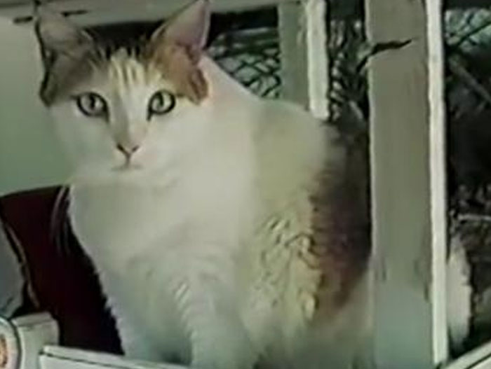 41 Intriguing “Today I Learned” Facts That Show How Little We Actually Know (New Facts)