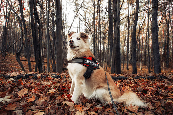 Service dog wearing a harness sitting among autumn leaves in a forest, representing woman service dog Thanksgiving drama.