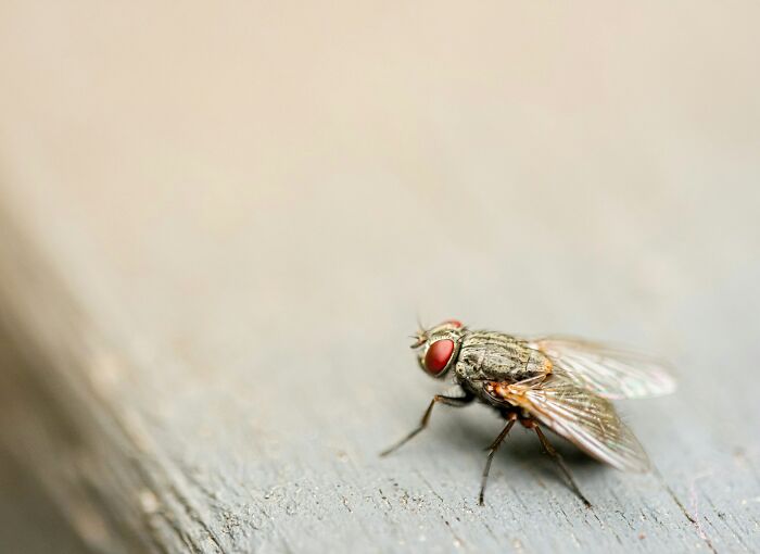 Close-up of a fly resting on a textured surface illustrating absurd but true stories that are hard to believe.