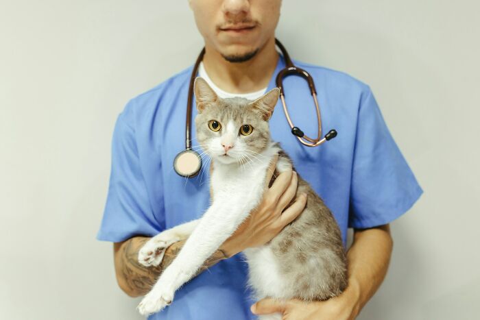 Veterinarian in blue scrubs holding a cat, illustrating common misconceptions internet users think is a scam.