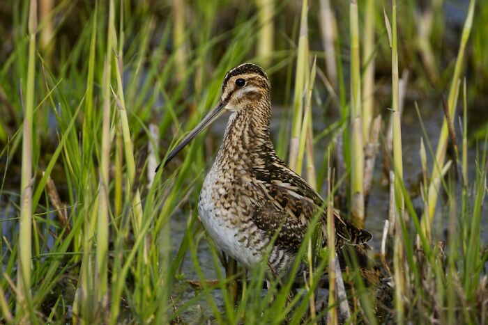 A close-up of a bird standing among grass in a wetland, illustrating common words related to etymology.