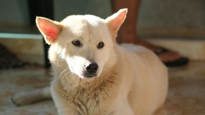 47 Pet Owners Share The Biggest Beef Their Animals Have Going On Right Now