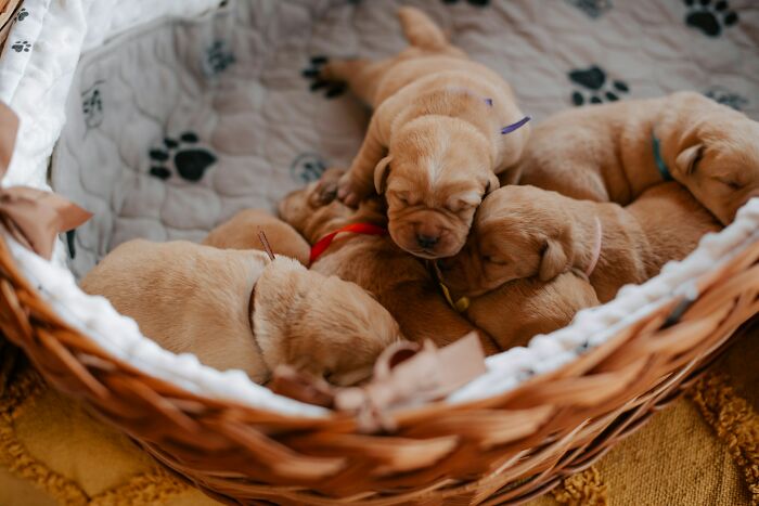 Basket of sleeping puppies inside a woven basket, unrelated to garbage men finding something horrifying on the job.