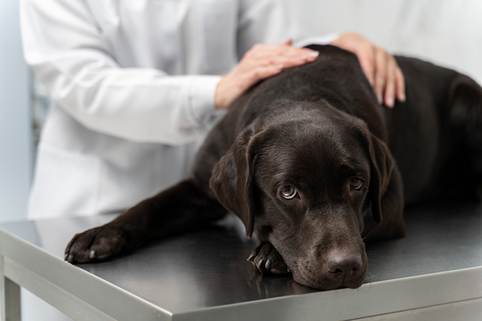 Black Labrador lying on vet exam table with a person&rsquo;s hands checking, related to dogs autistic behavior research.