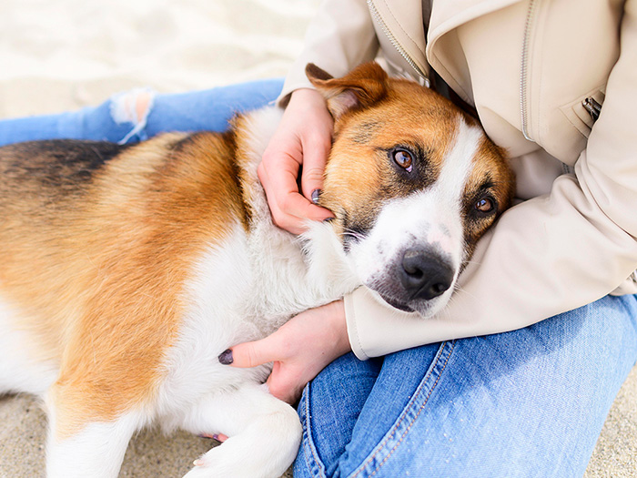 Person gently holding a calm dog, illustrating the concept of can dogs be autistic like humans in scientific studies.