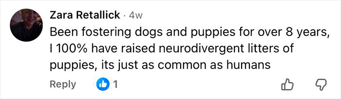 Comment from a dog foster highlighting that neurodivergent puppies are as common as humans, relating to autistic dogs research.