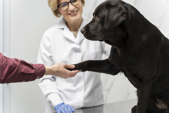 Veterinarian examining a black dog&rsquo;s paw, exploring the possibility of dogs being autistic like humans.