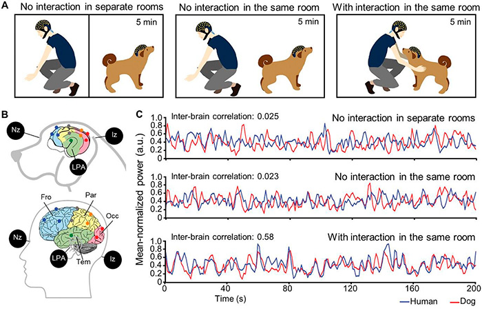 Diagram showing brain activity comparison between humans and dogs during different interaction scenarios related to canine autism research.