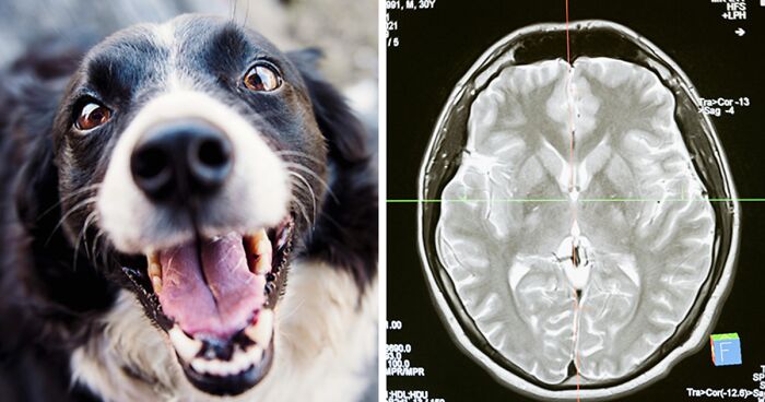 “Pawtism”: Dogs Can Show Neurodivergent Traits According To New Research