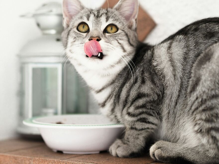 Gray tabby cat licking its lips near a bowl, illustrating concerns about toddler interactions and dangerous parenting with cats.