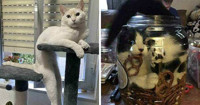 46 Times Cats Defied Gravity And Logic, Flowing Like Liquid Into Every Nook And Cranny