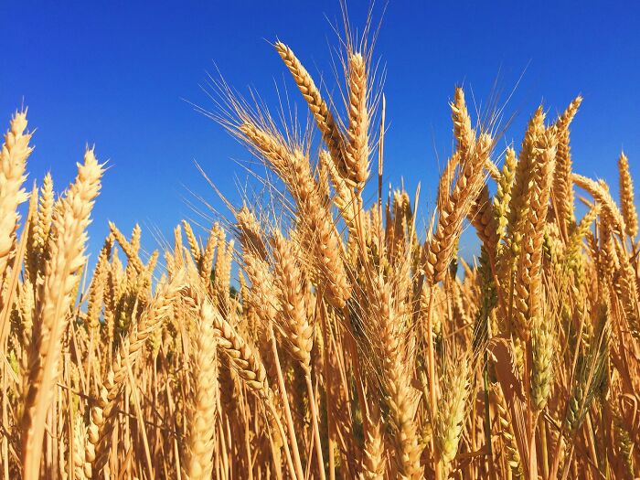 Golden wheat field under bright blue sky illustrating natural growth and the butterfly effect happening in real life.