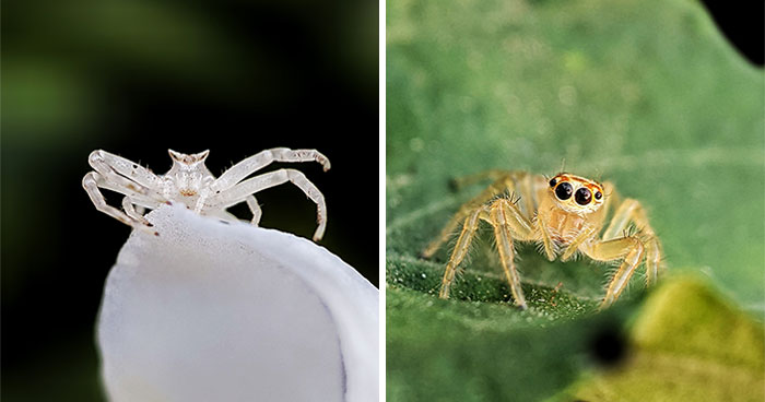 I Captured 50 Tiny Creatures In Macro, And The Details Are Out Of This World