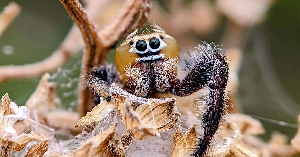 I'm A Photographer Who Captured 50 Macro Shots Of The Hidden World Of ...