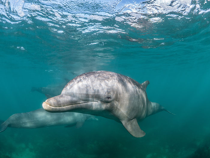 Underwater view of dolphins swimming in clear blue water, illustrating a mildly disturbing fact from nature.