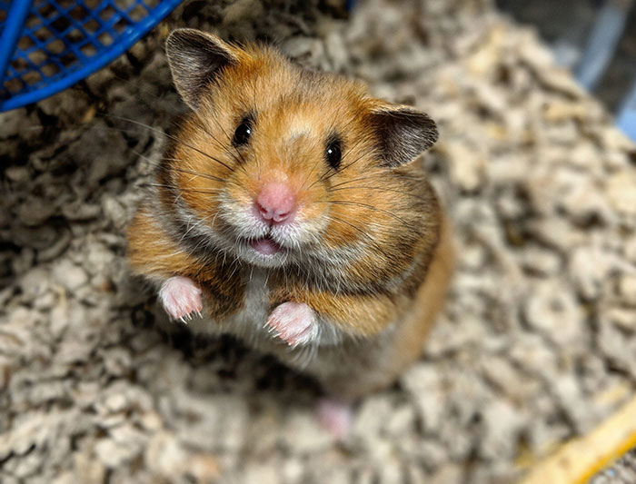 Close-up of a hamster standing on bedding material, illustrating a mildly disturbing fact about small pets.