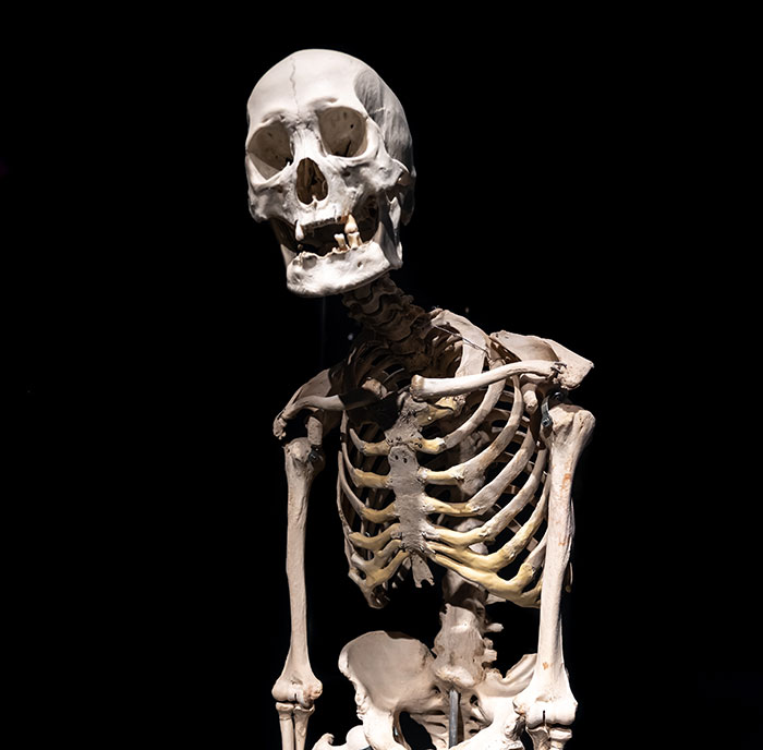 Human skeleton model displayed against a black background illustrating a mildly disturbing fact concept.