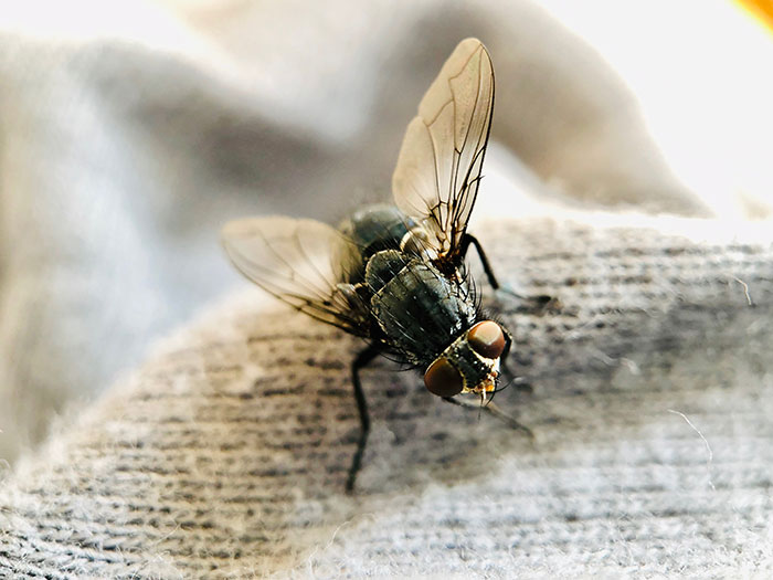 Close-up of a common housefly resting on fabric, illustrating a mildly disturbing fact about insects.