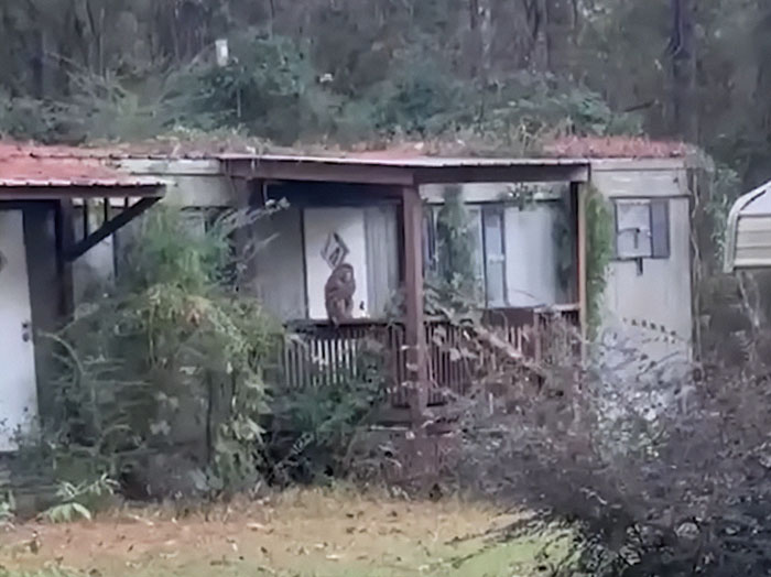Woman stands on porch in rural yard amid heated debate online after escaped research monkey incident to protect children