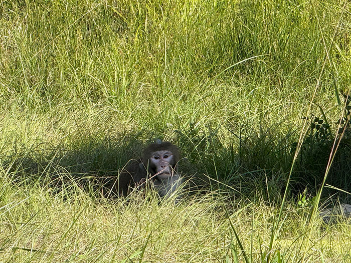 Research monkey resting in tall grass, highlighting heated debate online after woman slays escaped animal to protect children.