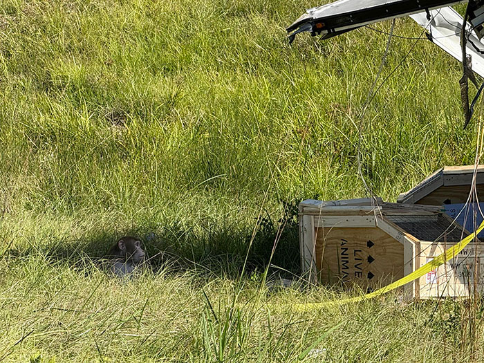 Research monkey escaping from a live animal crate in grassy area, sparking heated online debate after woman&rsquo;s protective actions.