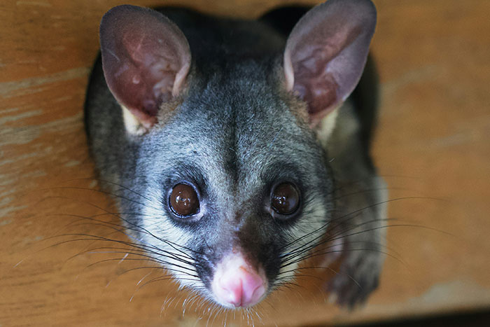 Close-up of an animal encounter showing a possum with large eyes and ears, highlighting unusual wildlife interaction.