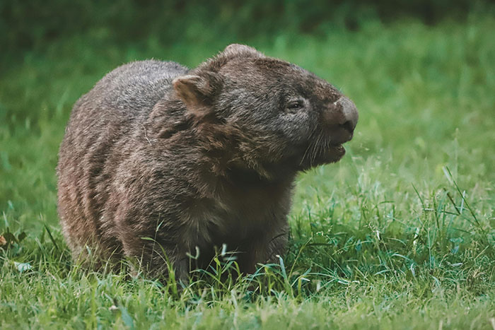 Wombat on grassy field showing an unusual animal encounter far from cute and wholesome nature experience