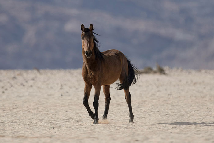 Wild horse standing alone in a dry desert landscape as part of unusual animal encounters far from cute and wholesome.