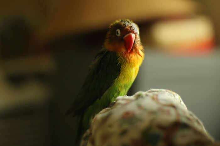 Colorful pet bird perched indoors, highlighting amusing moments of people with multiple pets and their funniest feuds.