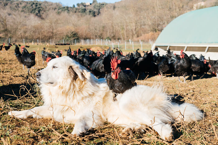 Large white dog lying on grass surrounded by multiple black chickens in an outdoor farm setting with trees in background