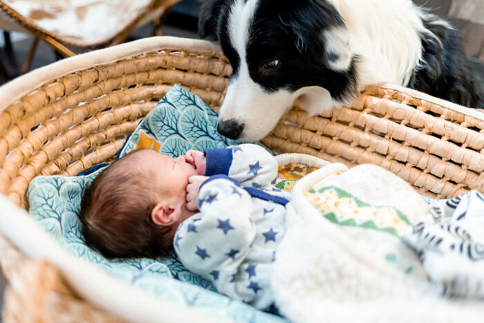 Baby lying in a basket with a dog gently sniffing, illustrating humorous pet and baby interactions from multiple pets owners.