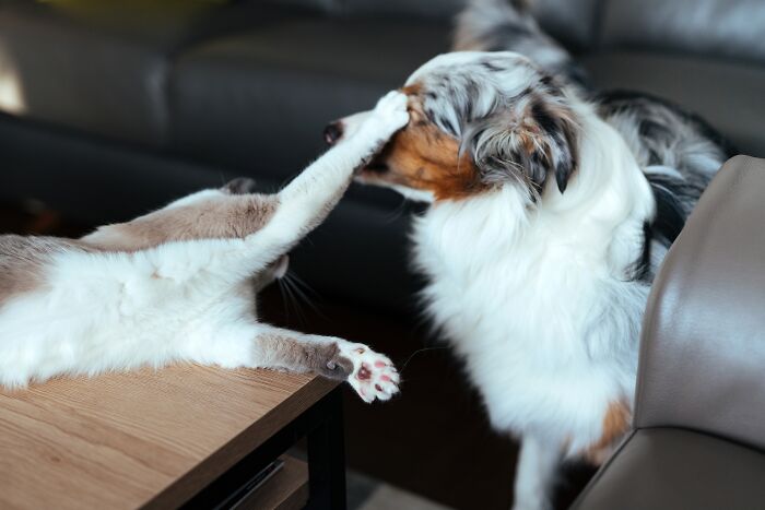 Cat and dog playfully feuding over space on a table, showcasing funny moments between multiple pets at home.