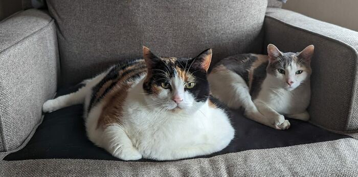 Two cats resting on a gray couch, illustrating funny feuds of people with multiple pets at home.