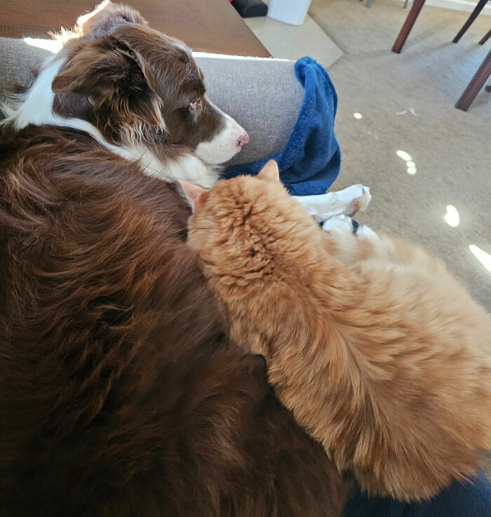 A dog and cat lying close together on a couch, showcasing a peaceful moment between multiple pets at home.