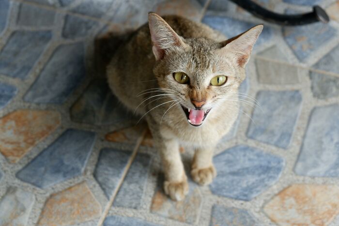 Angry cat with mouth open sitting on tiled floor, illustrating funny feuds between multiple pets at home.