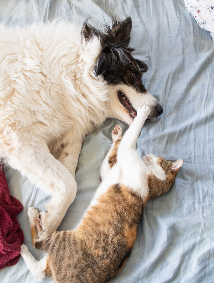 Dog and cat playfully interacting on bed, showcasing funny feuds between multiple pets in a home setting.
