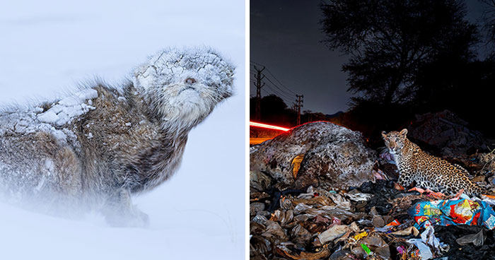 The 2025 Nature “inFocus” Photography Contest Has Just Announced Its Winners (40 Pics)