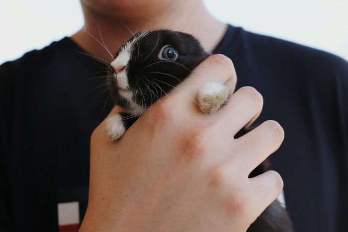 Person holding a small black and white bunny closely, illustrating absurd but true stories about receiving a car as a tip.