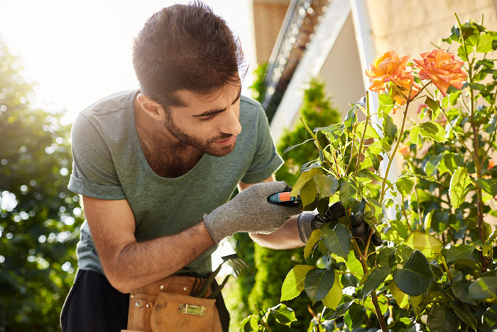 Man pruning rose bushes in garden during early morning, neighbor comes over to help couple with yard work.
