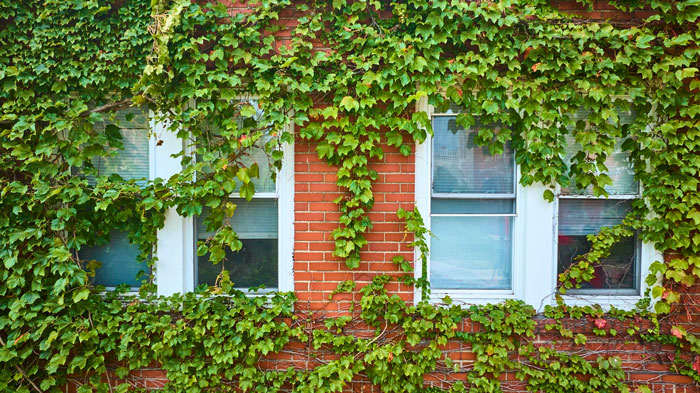 Green plant wall covering red brick building with white-framed windows in a charming outdoor view. Green plant wall covering red brick building with white-framed windows in a charming outdoor view.