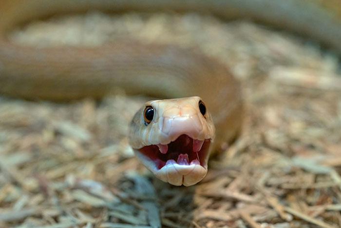 Close-up of a snake with its mouth open, illustrating a wild story from gas station workers' experiences.