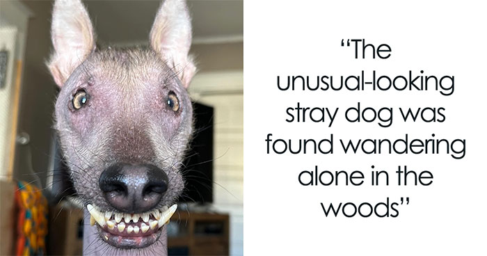 This Unique-Looking Stray Found In The Forests Of Puerto Rico Now Has A Loving Home In New York