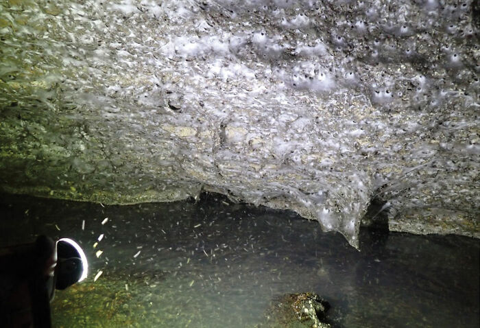 Massive spider web covering a cave ceiling filled with countless spiders, representing the world&rsquo;s biggest spider web discovery.