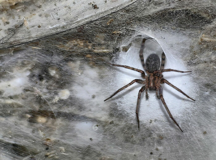 Close-up of a large spider resting in the center of its dense and extensive spider web structure.