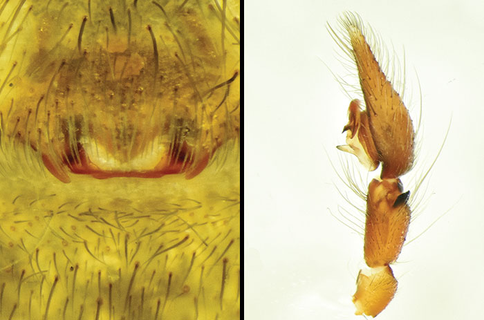 Close-up microscopic views of spider anatomy linked to the world&rsquo;s biggest spider web discovery and its nightmare fuel impact.