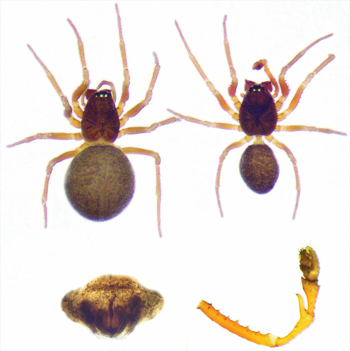 Microscopic close-up of spider species linked to the world&rsquo;s biggest spider web discovery, showing detailed body parts.
