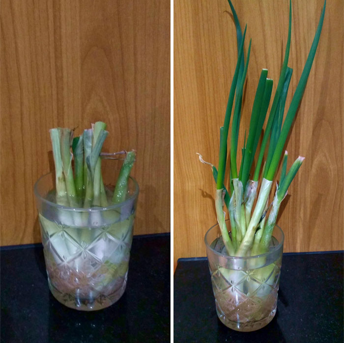 Glass with green onions regrowing in water, demonstrating easy kitchen tips and tricks to upgrade cooking skills at home.
