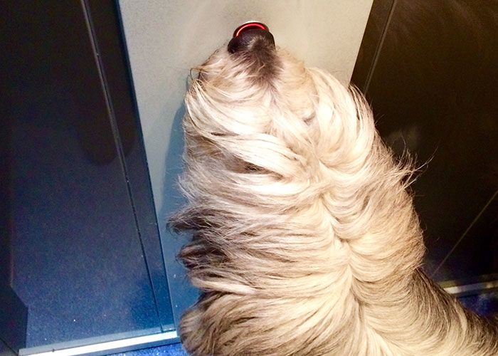 Fluffy intelligent pet dog looking upward with nose highlighted, showcasing one of the most intelligent pets people have had.