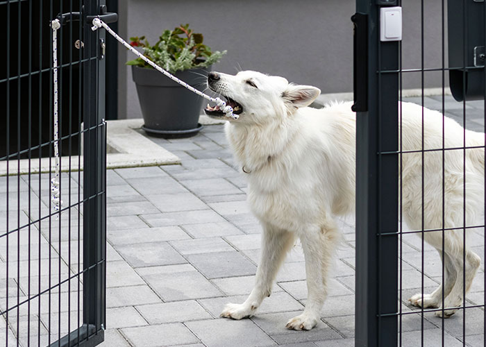 White dog demonstrating intelligence by opening a gate using a rope in an outdoor fenced area with plants nearby