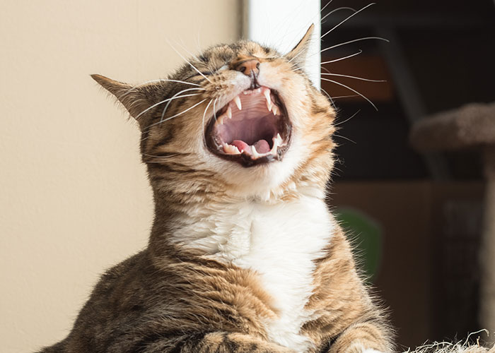 Tabby cat with mouth open wide, showcasing the intelligence and playful nature of the most intelligent pets.